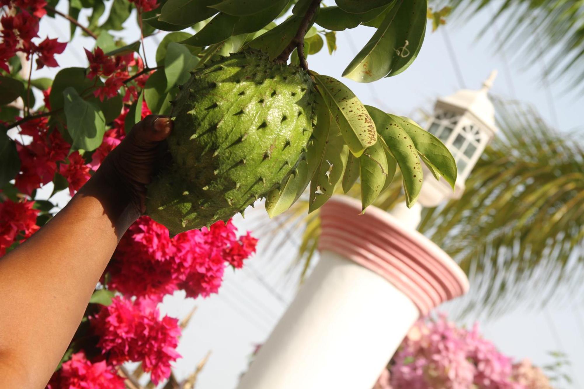 Sweetsop Jamaica Villa And Tours Montego Bay Exterior foto